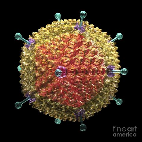 Human AdenoVirus 36 (HAdV